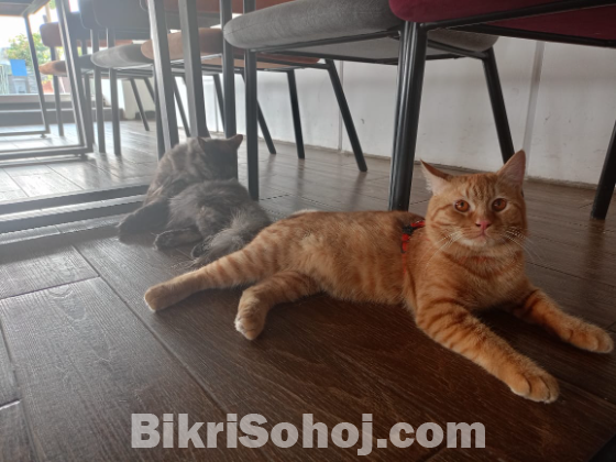 mix breed cat